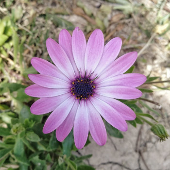 Floare de primavara