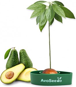 Sambure de avocado