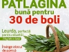 Sanatatea de azi ~~ Patlagina buna pentru 30 de boli ~~ Martie 2012