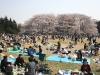 Mergi la picnic odata cu inflorirea primelor flori de cires