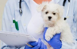 Clinica veterinara in Bucuresti